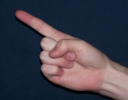 http://en.wikipedia.org/wiki/Index_finger